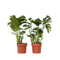 Gatenplant - Set van 2 - Monstera deliciosa - Hoogte 70-80cm - ⌀21cm
