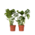 Gatenplant - Set van 2 - Monstera deliciosa - Hoogte 70-80cm - ⌀21cm