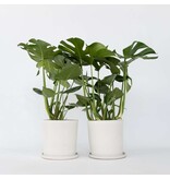 Gatenplant - Set van 2 - Monstera deliciosa - Hoogte 70-80cm - ⌀21cm