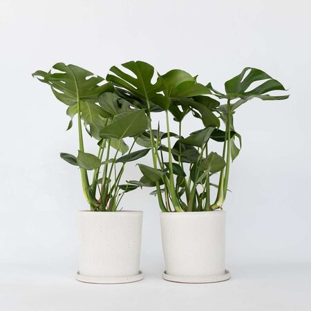 Gatenplant - Set van 2 - Monstera deliciosa - Hoogte 70-80cm - ⌀21cm