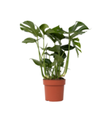 Gatenplant - Monstera deliciosa - Hoogte 70-80cm - ⌀21cm