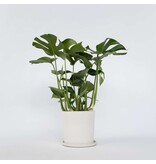 Gatenplant - Monstera deliciosa - Hoogte 70-80cm - ⌀21cm