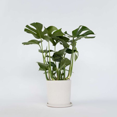 Gatenplant - Monstera deliciosa - Hoogte 70-80cm - ⌀21cm