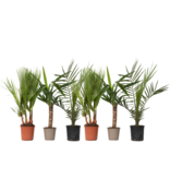 Kamerpalmen - Set van 6 - Indoor Palmmix - Hoogte 50-70cm - ⌀14cm