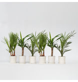 Kamerpalmen - Set van 6 - Indoor Palmmix - Hoogte 50-70cm - ⌀14cm