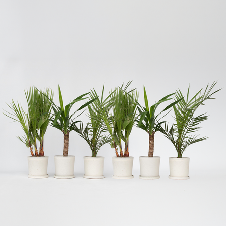 Kamerpalmen - Set van 6 - Indoor Palmmix - Hoogte 50-70cm - ⌀14cm
