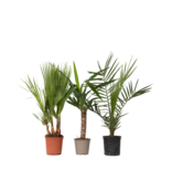 Kamerpalmen - Set van 3 - Indoor Palmmix - Hoogte 50-70cm - ⌀14cm