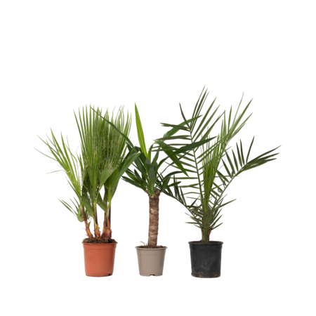 Kamerpalmen - Set van 3 - Indoor Palmmix - Hoogte 50-70cm - ⌀14cm
