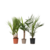 Kamerpalmen - Set van 3 - Indoor Palmmix - Hoogte 50-70cm - ⌀14cm
