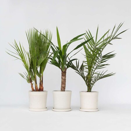 Kamerpalmen - Set van 3 - Indoor Palmmix - Hoogte 50-70cm - ⌀14cm