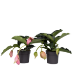 Trosbloem - Set van 2 - Medinilla magnifica - Hoogte 40-50cm - ⌀17cm