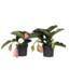 Trosbloem - Set van 2 - Medinilla magnifica - Hoogte 40-50cm - ⌀17cm
