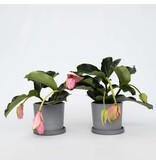 Trosbloem - Set van 2 - Medinilla magnifica - Hoogte 40-50cm - ⌀17cm