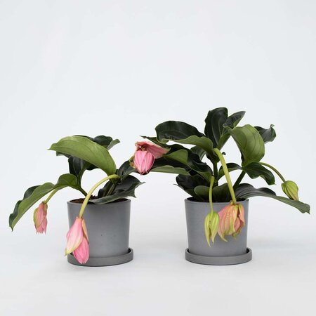 Trosbloem - Set van 2 - Medinilla magnifica - Hoogte 40-50cm - ⌀17cm