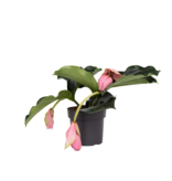 Trosbloem - Medinilla magnifica - Hoogte 40-50cm - ⌀17cm