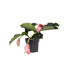 Trosbloem - Medinilla magnifica - Hoogte 40-50cm - ⌀17cm