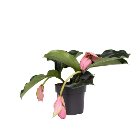 Trosbloem - Medinilla magnifica - Hoogte 40-50cm - ⌀17cm