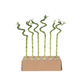 Geluksbamboe - Set van 6 - Dracaena sanderiana - Hoogte 40-50cm - ⌀2cm