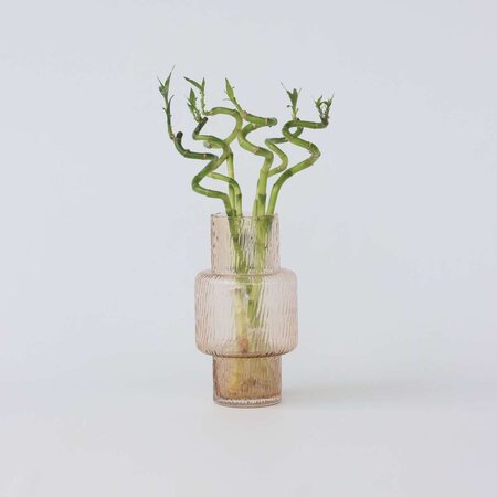 Geluksbamboe - Set van 6 - Dracaena sanderiana - Hoogte 40-50cm - ⌀2cm