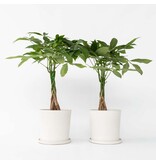 Geldboom - Set van 2 - Pachira aquatica - Hoogte 60-70cm - ⌀17cm