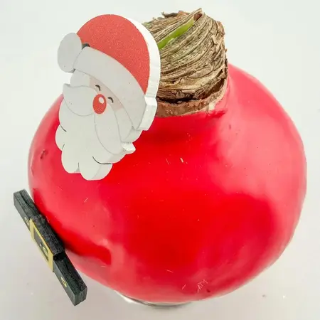 Wax Santa Mix' - Amaryllis - Set of 2 - Bring even more coziness into your home - Garden Select