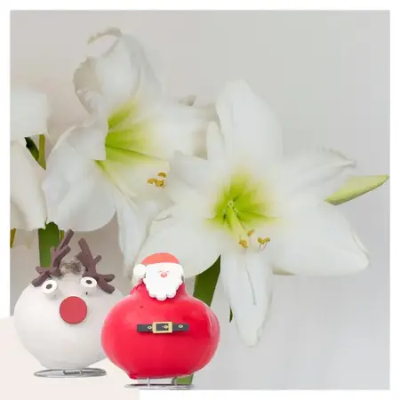 Wax Santa Mix' - Amaryllis - Set of 2 - Bring even more coziness into your home - Garden Select