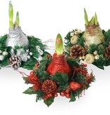 'Kerstkrans' - Amaryllis - Mix van 3 - Breng extra sfeer met kerst - Garden Select