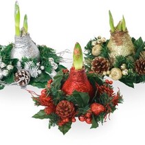 Weihnachtskranz – Amaryllis – Mischung aus 3