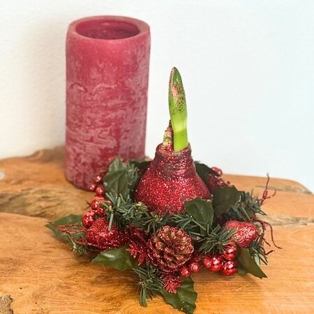 Weihnachtskranz – Amaryllis – 3er-Mix – Sorgt für festliche Stimmung zu Weihnachten – Garden Select