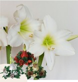 'Kerstkrans' - Amaryllis - Mix van 3 - Breng extra sfeer met kerst - Garden Select