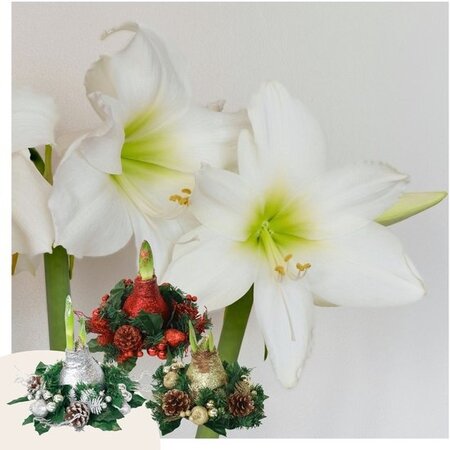 Weihnachtskranz – Amaryllis – 3er-Mix – Sorgt für festliche Stimmung zu Weihnachten – Garden Select