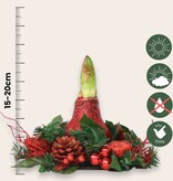 'Christmas Wreath' - Amaryllis - Mix of 3 - Bring extra atmosphere at Christmas - Garden Select