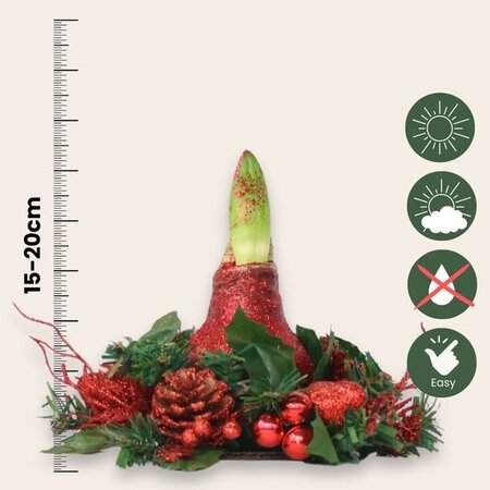 'Kerstkrans' - Amaryllis - Mix van 3 - Breng extra sfeer met kerst - Garden Select