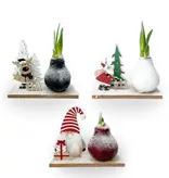 „Winterwunderland“ – Amaryllis – 3er-Mix – Schönes Geschenk für Sie und Ihn – Garden Select