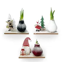 'Winter Wonderland' - Amaryllis - Mix van 3