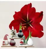 'Winter Wonderland' - Amaryllis - Mix of 3 - Nice Gift for him and her - Garden Select