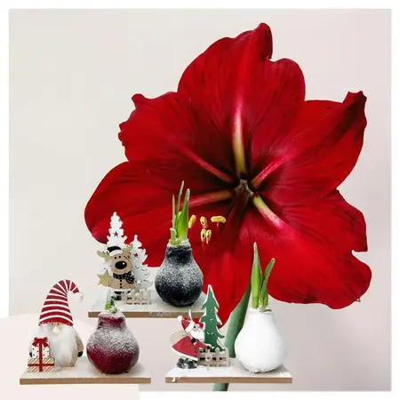 'Winter Wonderland' - Amaryllis - Mix of 3 - Nice Gift for him and her - Garden Select