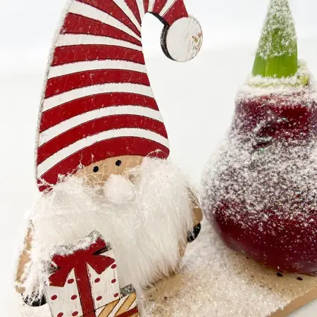 'Winter Wonderland' - Amaryllis - Mix van 3 - Leuk Cadeau voor hem en haar - Garden Select