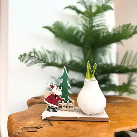 „Winterwunderland“ – Amaryllis – 3er-Mix – Schönes Geschenk für Sie und Ihn – Garden Select