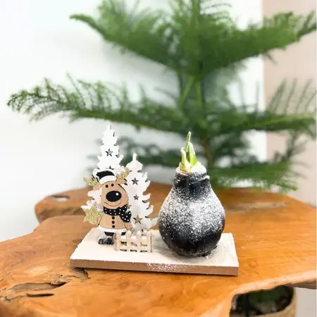 'Winter Wonderland' - Amaryllis - Mix van 3 - Leuk Cadeau voor hem en haar - Garden Select