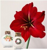 'Porcelain Wax Mix' - Amaryllis - Set van 2 - Fraaie Amaryllisbollen Voor Extra Sfeer In Huis!