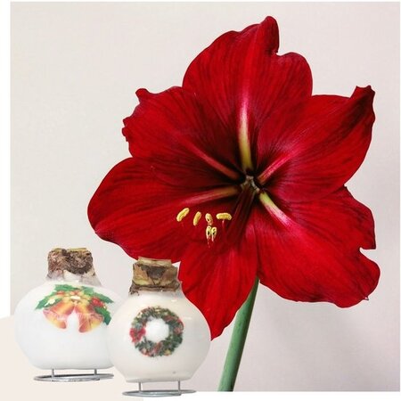 'Porcelain Wax Mix' - Amaryllis - Set van 2 - Fraaie Amaryllisbollen Voor Extra Sfeer In Huis!