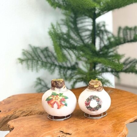 'Porzellanwachsmischung' - Amaryllis - 2er-Set - Wunderschöne Amarylliszwiebeln für ein besonders stimmungsvolles Ambiente in Ihrem Zuhause!