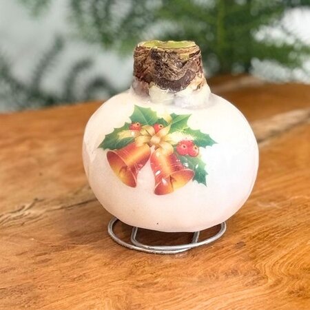 'Porcelain Wax Mix' - Amaryllis - Set van 2 - Fraaie Amaryllisbollen Voor Extra Sfeer In Huis!