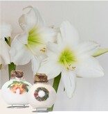 'Porcelain Wax Mix' - Amaryllis - Set van 2 - Fraaie Amaryllisbollen Voor Extra Sfeer In Huis!