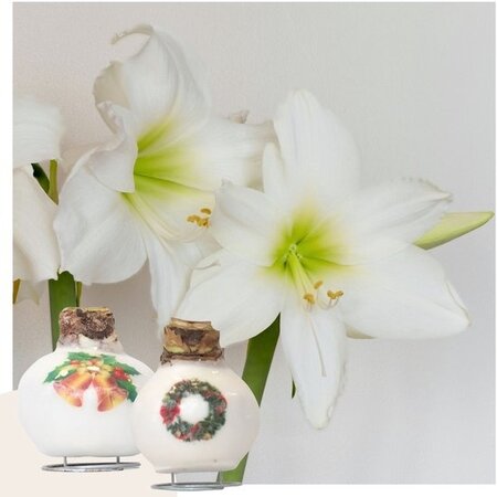'Porcelain Wax Mix' - Amaryllis - Set of 2 - Beautiful Amaryllis Bulbs for Extra Atmosphere in Your Home!