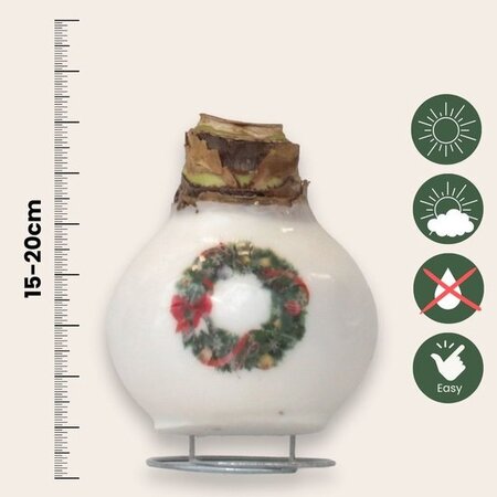 'Porcelain Wax Mix' - Amaryllis - Set van 2 - Fraaie Amaryllisbollen Voor Extra Sfeer In Huis!