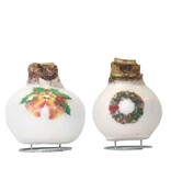 'Porzellanwachsmischung' - Amaryllis - 2er-Set - Wunderschöne Amarylliszwiebeln für ein besonders stimmungsvolles Ambiente in Ihrem Zuhause!