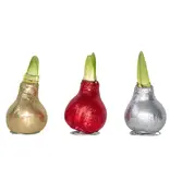 Amaryllis – 3er-Set – Hippeastrum 'Glitter Mix' – Blumenzwiebel – Garden Select