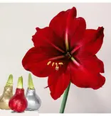 Amaryllis - Set of 3 - Hippeastrum 'Glitter Mix' - Flower Bulb - Garden Select